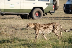 Guepardo Masai Mara