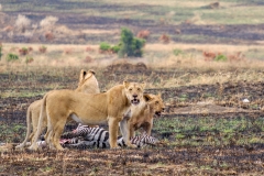Leones cazando Masai Mara