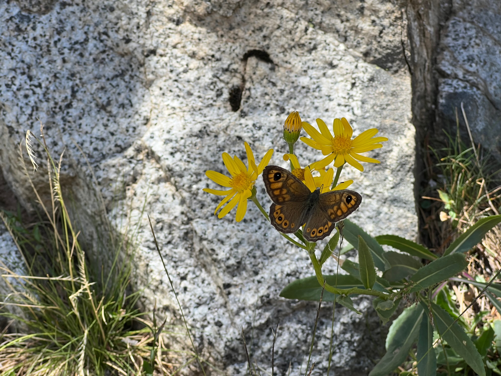 Mariposas del Valle de Arán